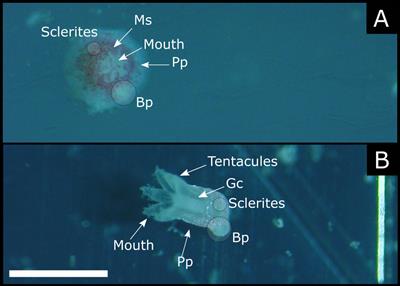 Early stages of development in Mediterranean red coral (Corallium rubrum): The key role of sclerites